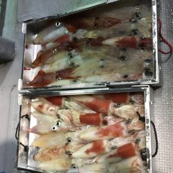 渡船屋たにぐち 釣果