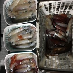 渡船屋たにぐち 釣果