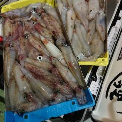 海龍丸（石川） 釣果