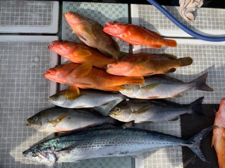 さくら丸 釣果