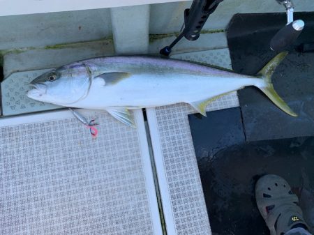 さくら丸 釣果