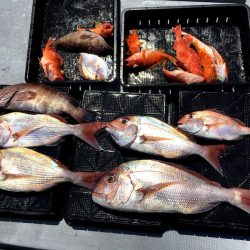 渡船屋たにぐち 釣果