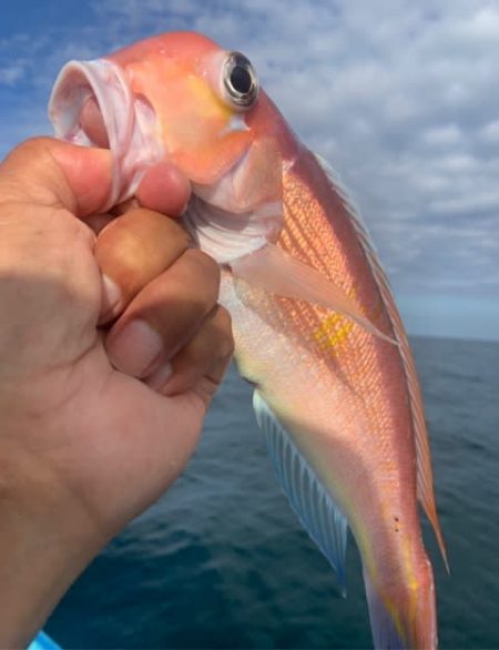 宝昌丸 釣果