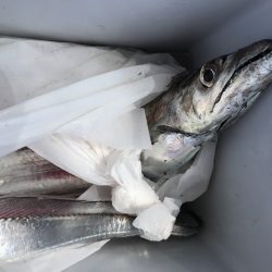 北斗 釣果