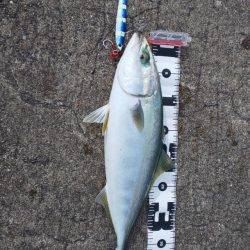 ショアジギングでハマチ釣果