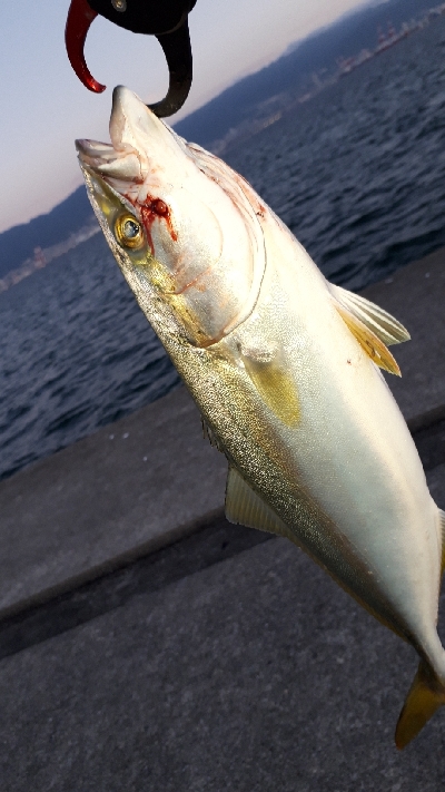 久しぶりの沖堤防