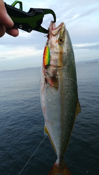 朝マズメ釣行