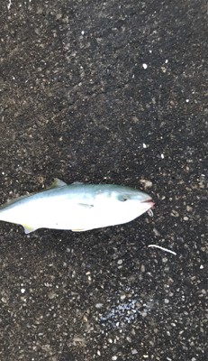 初めての海釣り園