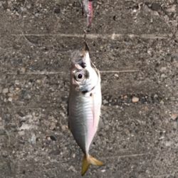 ツバスは釣れず