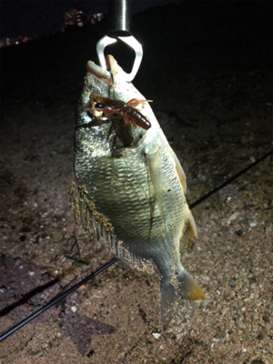 ボトムチニング 兵庫県 瀬戸内海側 西宮浜 チニング メッキ 陸っぱり 釣り 魚釣り 釣果情報サイト カンパリ