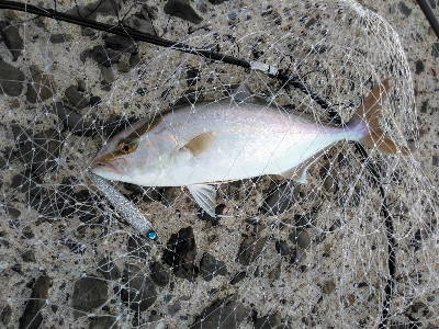 須磨海岸で青物ゲット