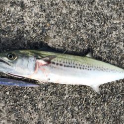 太刀魚が渋い