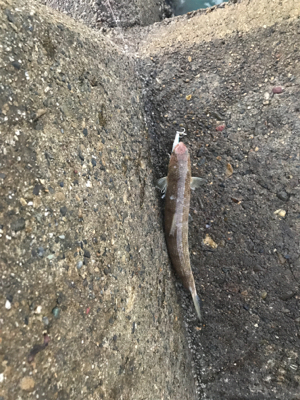 太刀魚釣行