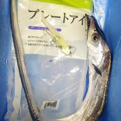 太刀魚釣れ出してます