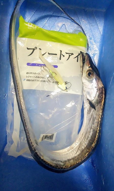 太刀魚釣れ出してます