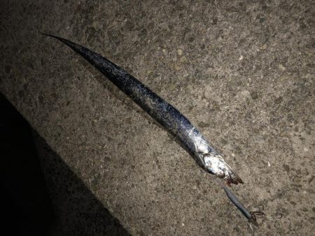 太刀魚釣り