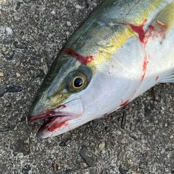 青物は昼間でも釣れる