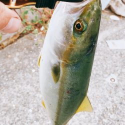 初！青物！！ツバス