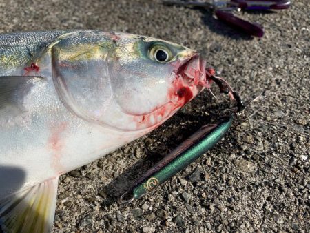 ハマチ太刀魚