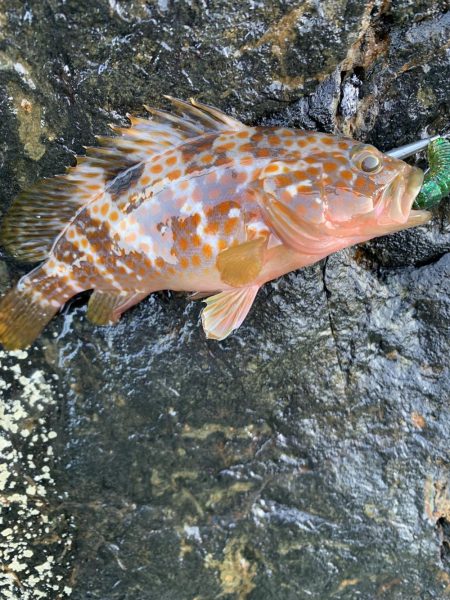 チビしか釣れない