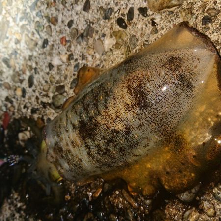 イカの気持ち