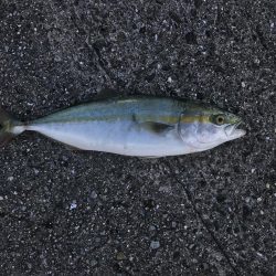 1週間で落ち着いた釣果