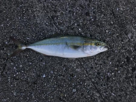 1週間で落ち着いた釣果