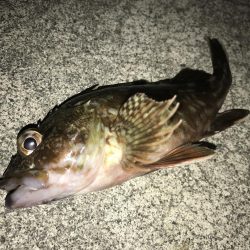 秋が近づいてくるといろんな魚が釣れますね