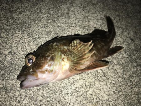 秋が近づいてくるといろんな魚が釣れますね