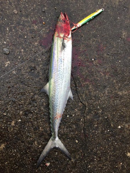 ショアジギングでハマチ釣果