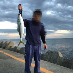 メジロ釣れました