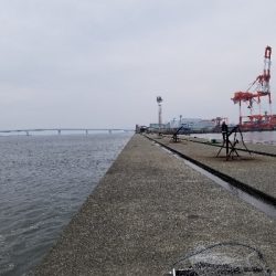 神戸沖堤防。ツバス祭り継続