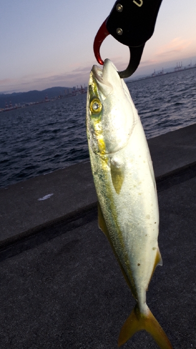 久しぶりの沖堤防