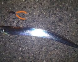 アジングの外道が太刀魚