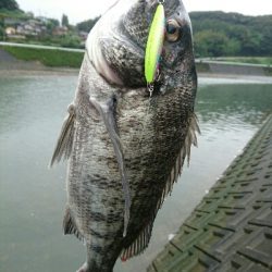 今朝の釣果