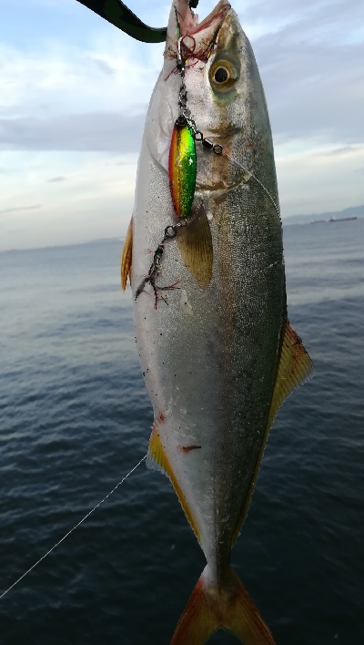 朝マズメ釣行