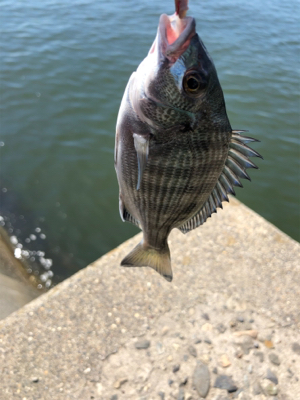 ハゼ釣り