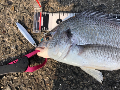 青物狙いのショアジギングで釣れた魚は？