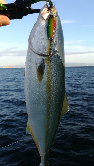 朝マズメ釣行