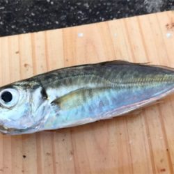 サビキ釣り