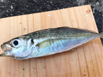 サビキ釣り