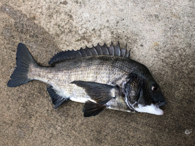 干潮での釣行