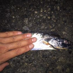 タチウオよく釣れる