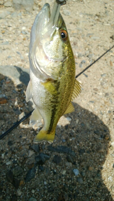 子バス釣り