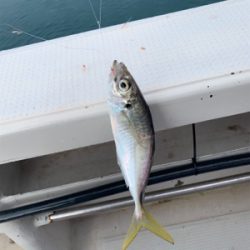 子供とアジ釣り