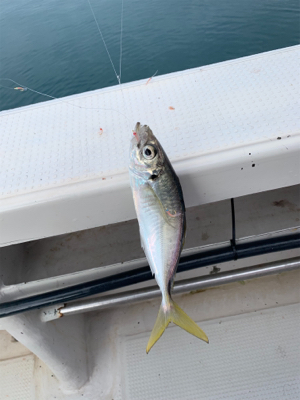 子供とアジ釣り