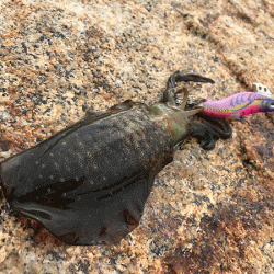 瀬戸内の島エギング(2019-5)