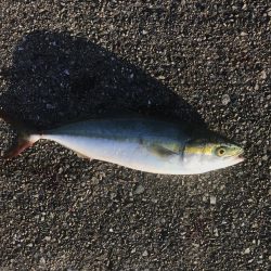 1週間で落ち着いた釣果