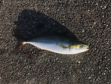 1週間で落ち着いた釣果