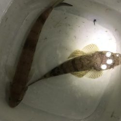 夜のお魚チェック